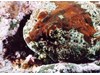 Photo of Buffalo Sculpin - Enophrys bison