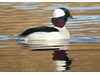 Photo of Bufflehead - Bucephala albeola