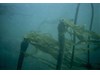 Photo of Bull Kelp - Nereocystis luetkeana