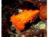 Photo of Burrowing Sea Cucumber - Cucumaria miniata