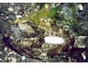 Photo of C-O Sole - Pleuronichthys coenosus