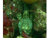 Photo of Great Sculpin - Myoxocephalus polyacanthocephalus