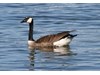 Photo of Canada Goose - Branta canadensis
