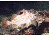 Photo of Canary Rockfish - Sebastes pinniger