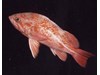 Photo of Canary Rockfish - Sebastes pinniger