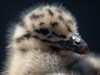 Photo of Glaucous Wing Gull Chicks - Larus glaucescens