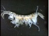 Photo of Amphipod - Corophium salmonis