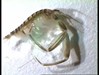 Photo of Amphipod - Corophium salmonis