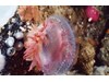 Photo of Crimson Anemone - Cribinopsis fernaldi