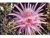 Photo of Crimson Anemone - Cribinopsis fernaldi