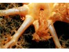 Photo of Orange Sea Cucumber - Cucumaria miniata