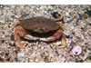 Photo of Dungeness Crab - Metacarcinus magister