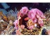 Photo of Proliferating Anemone - Epiactis prolifera
