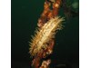 Photo of Eupentacta quinquesemita