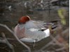 Photo of Eurasion Widgeon - Anas penelope