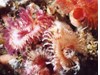 Photo of Feather Duster Worms - Serpula columbiana