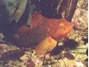 Photo of Kelp Greenling - Hexagrammos decagrammus