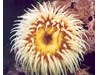 Photo of Fish Eating Anenome - Urticina piscivora