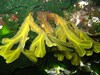 Photo of Fucus gardneri