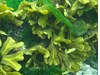 Photo of Fucus gardneri