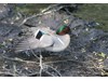 Photo of Green-Winged Teal - Anas crecca