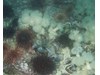 Photo of Kelp Greenling - Hexagrammos decagrammus