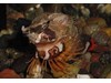 Photo of Grunt Sculpin  - Rhamphocottus richardsoni