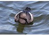 Photo of Cepphus columba