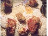 Photo of Hair Tritons - Fusitriton oregonensis