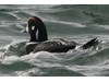 Photo of Harlequin Duck - Histrionicus histrionicus