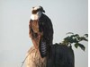 Photo of Osprey - Pandion haliaetus