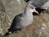Photo of Larus heermanni