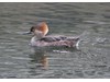 Photo of Lophodytes cucullatus