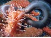 Photo of Polychaete Worm - Nereis brandti