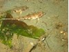Photo of Northern Spearnose Poacher - Agonopsis vulsa