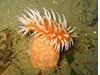 Photo of Painted Urticina - Urticina crassicornis