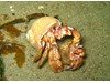 Photo of Blackeyed Hermit - Pagurus armatus