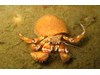 Photo of Blackeyed Hermit - Pagurus armatus