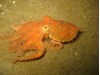 Photo of Red Octopus - Octopus rubescens