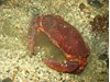 Photo of Red Rock Crab - Cancer productus