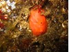 Photo of Tunicate - Cnemidocarpa finsmarkiensis