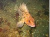 Photo of Brown Rockfish - Sebastes auriculatus