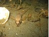 Photo of Sturgeon Poacher - Podothecus acipenserinus
