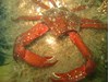 Photo of Northern Kelp Crab - Pugettia producta