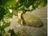 Photo of Great Sculpin - Myoxocephalus polyacanthocephalus