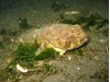 Photo of Buffalo Sculpin - Enophrys bison
