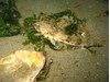 Photo of Roughback Sculpin - Chitonotus pugetensis