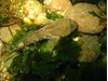 Photo of Great Sculpin - Myoxocephalus polyacanthocephalus