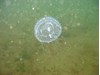 Photo of Hydrozoan - Aequorea sp.
