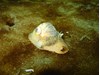 Photo of Moon Snail - Euspira lewisii